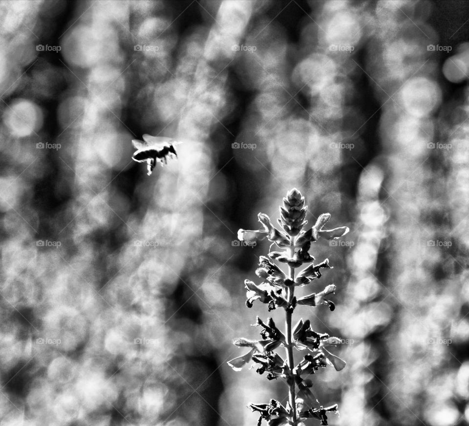 black and white, a bee flying towards a flower