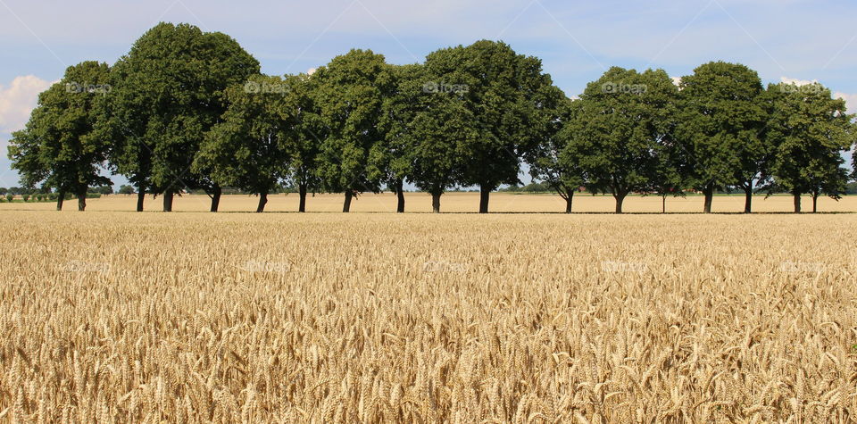 Skåne landscape.