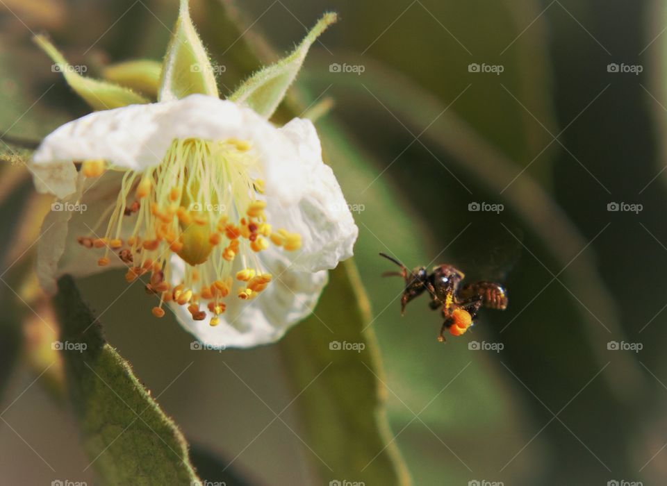Bee & flower in Malang Indonesia