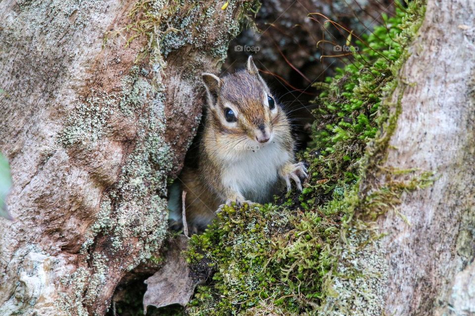 Chipmunk coming out in the wood