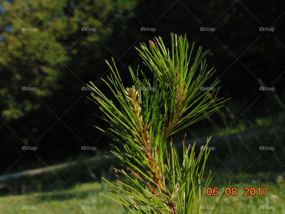 tiny pine tree
