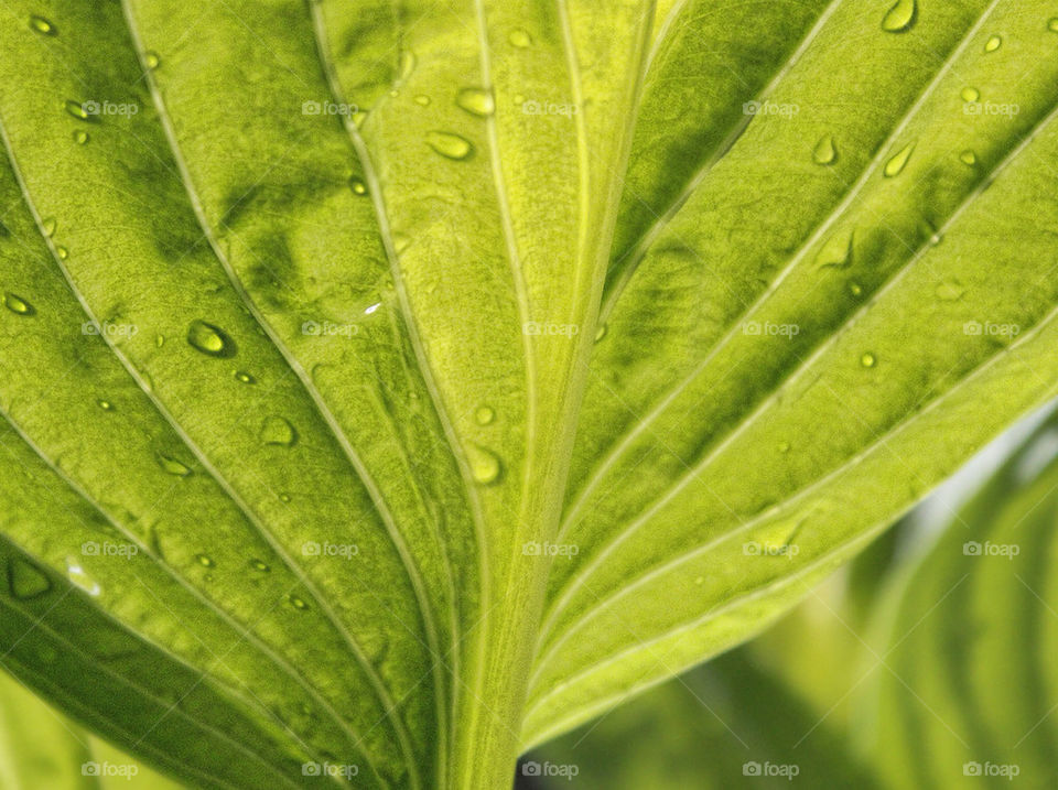 green macro summer water by chris7ben