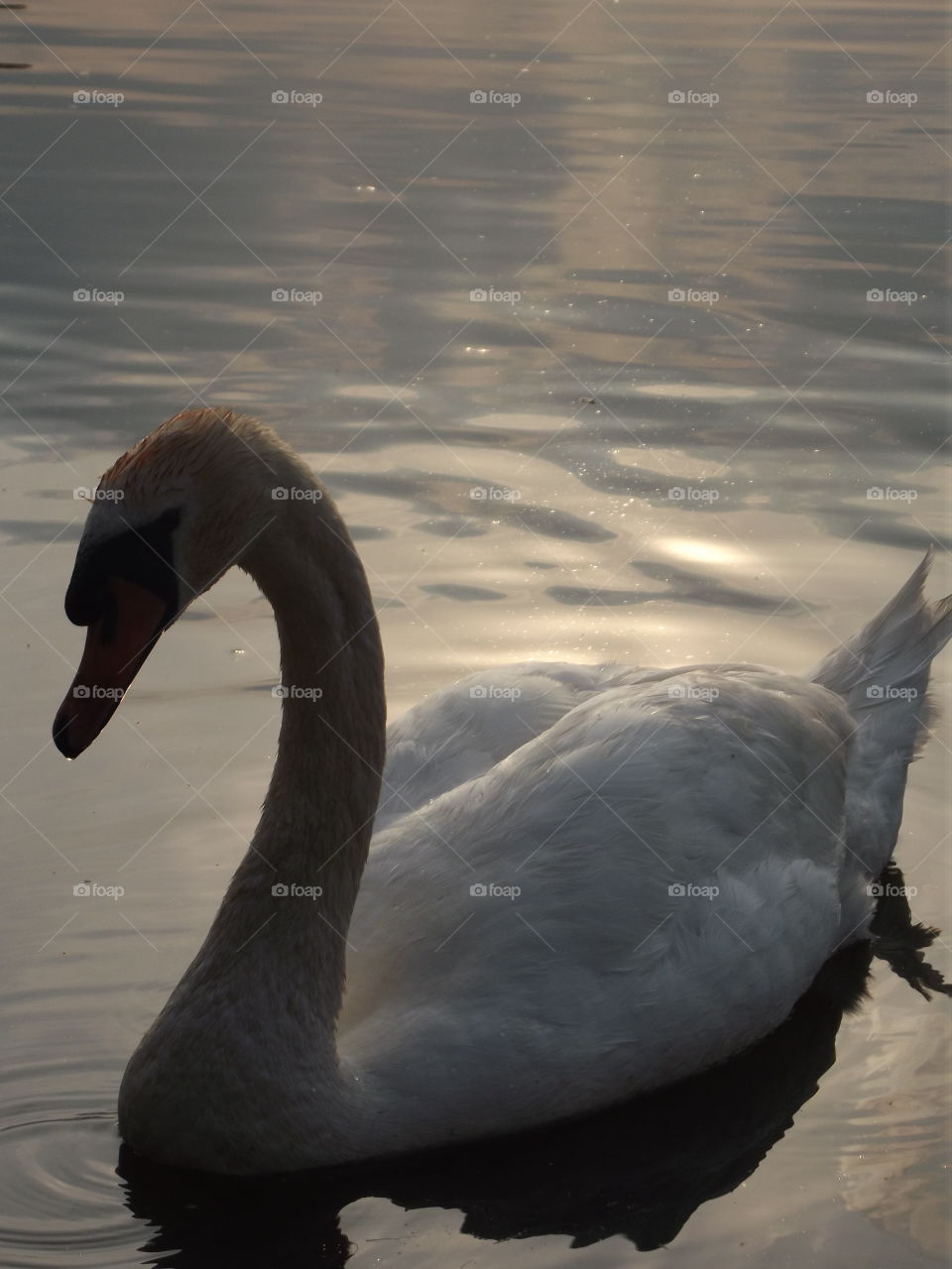 Swan An Sunlight