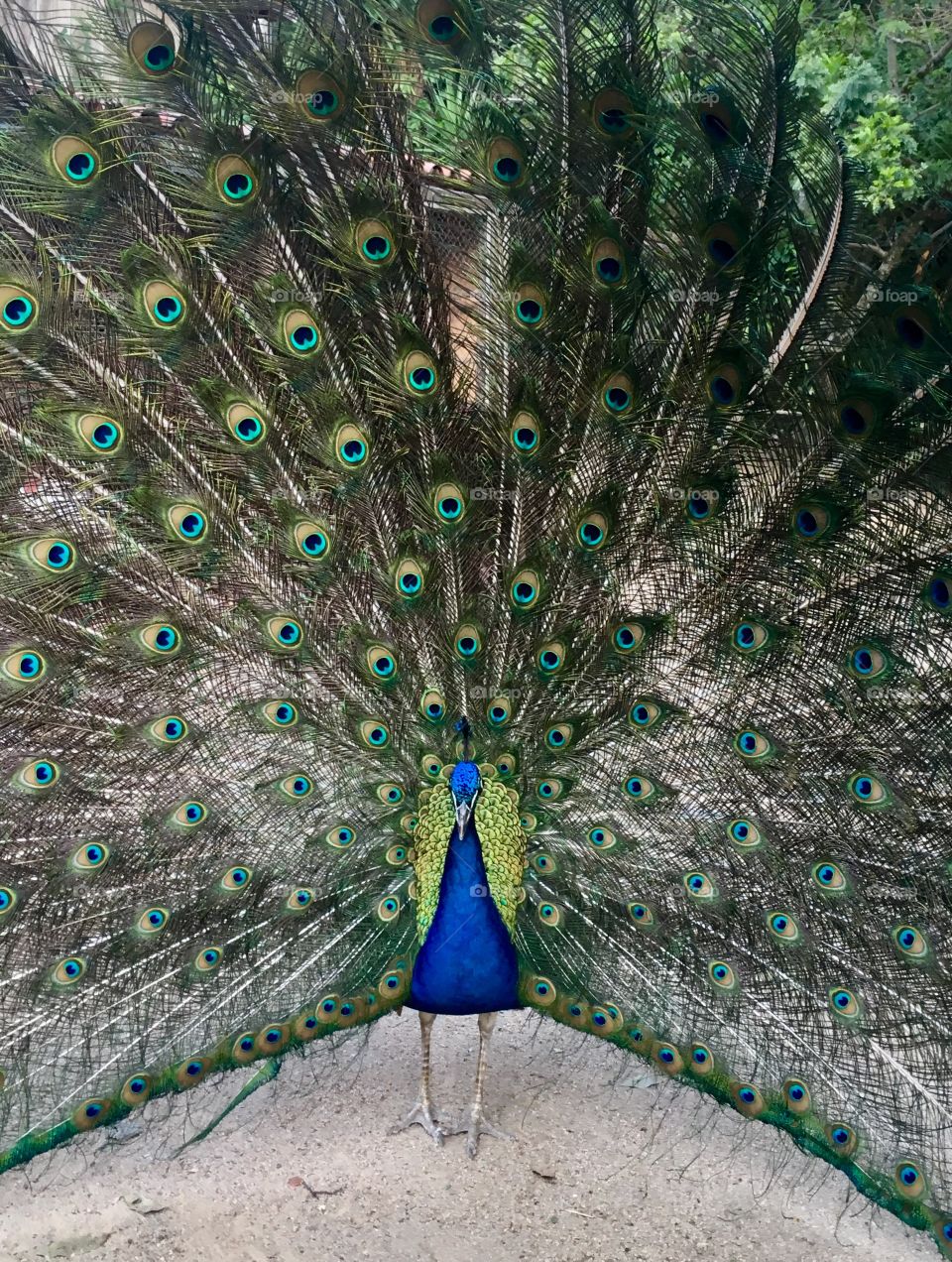 FOAP MISSION - The beauty of the Peacock and the symmetry of the shapes that draw its feathers! / A beleza do Pavão e a simetria das formas que desenham as suas penas!