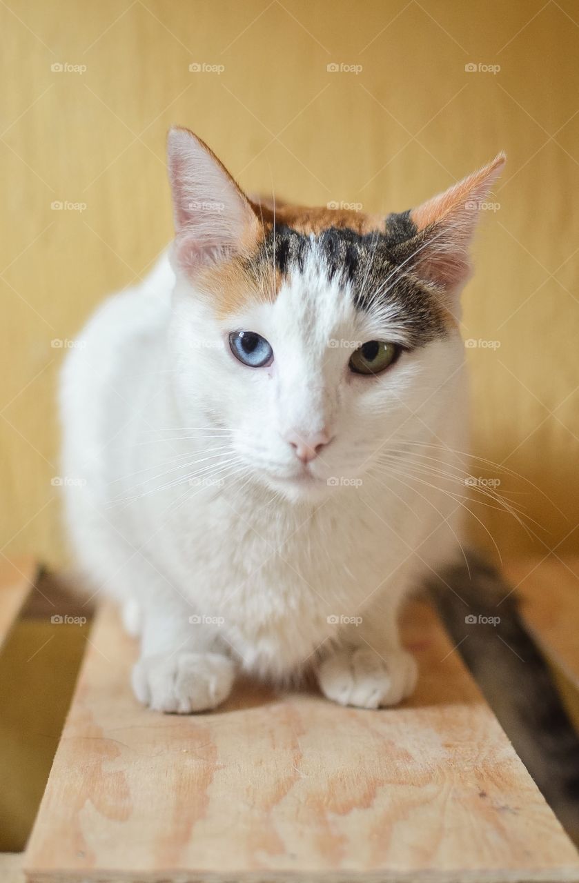 Pose like a profesional model 