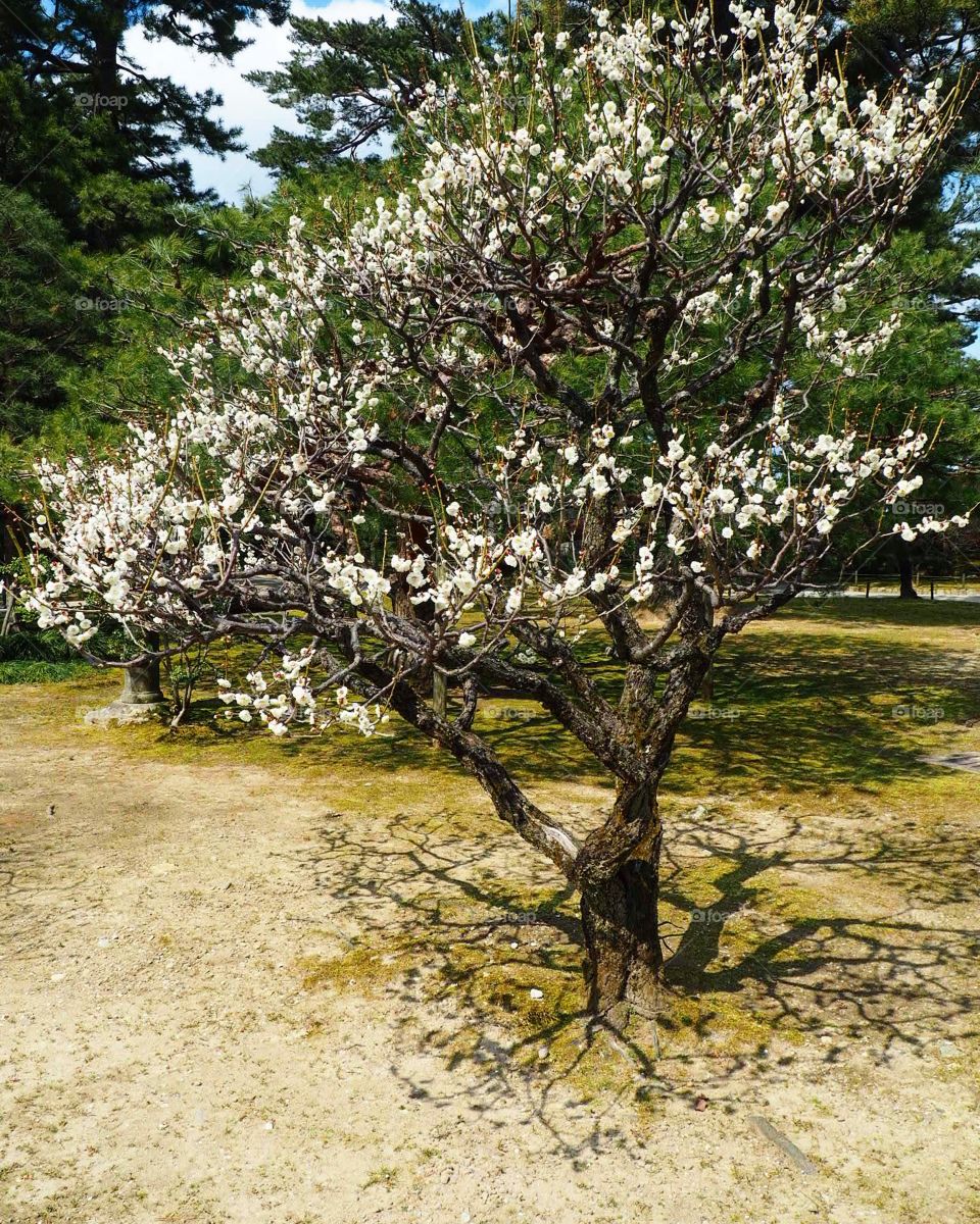Tree with cool shadow 