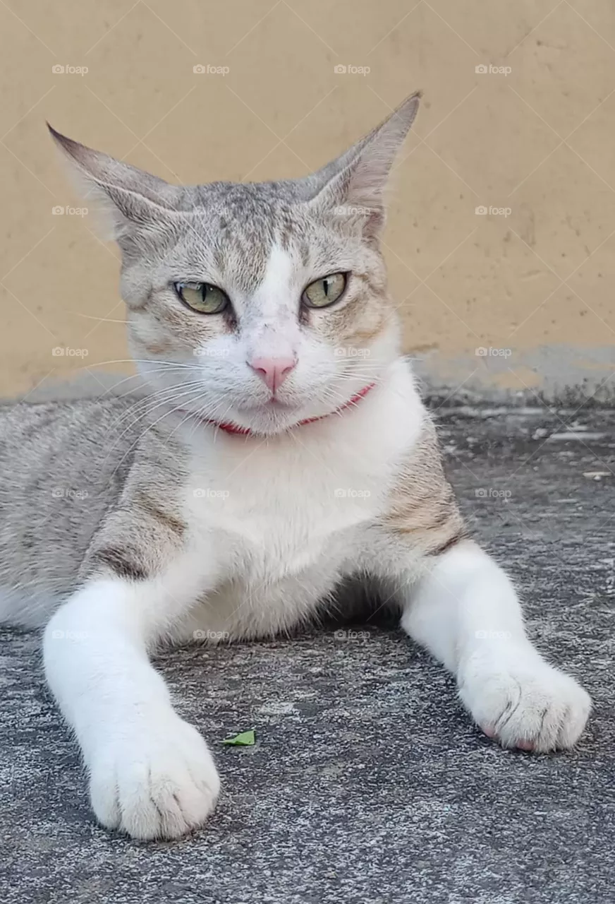 my cat