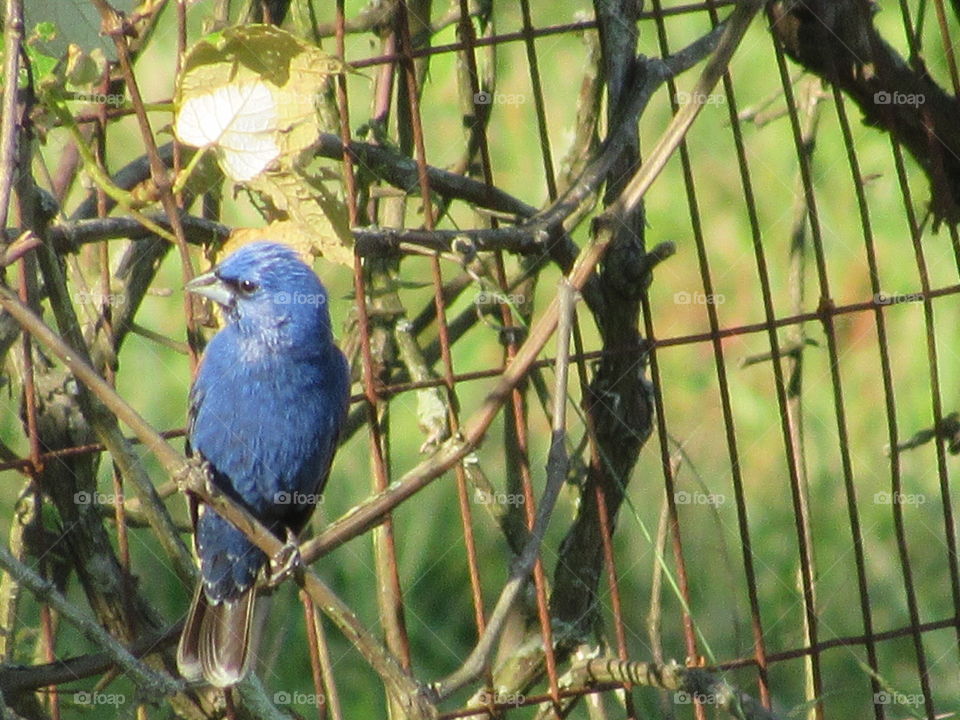 Bird, Wildlife, Nature, No Person, Outdoors