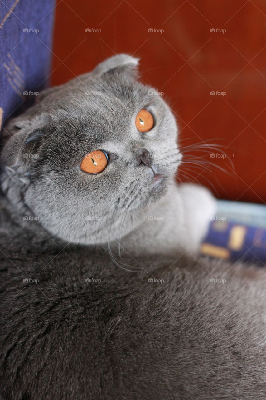 Grey Scottish fold cat look