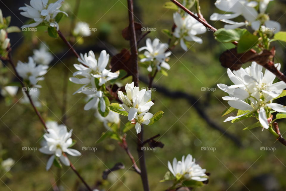 Close-up of white flowers