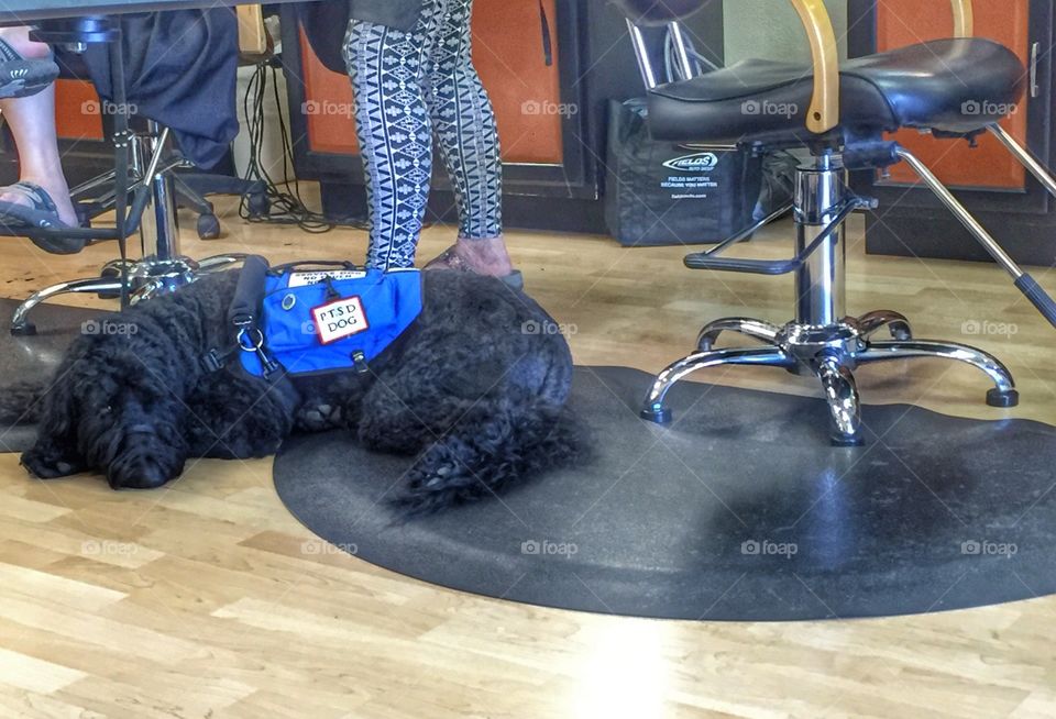Service dog at hair salon 
