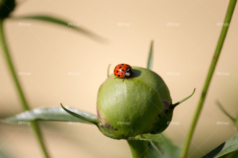 Ladybug