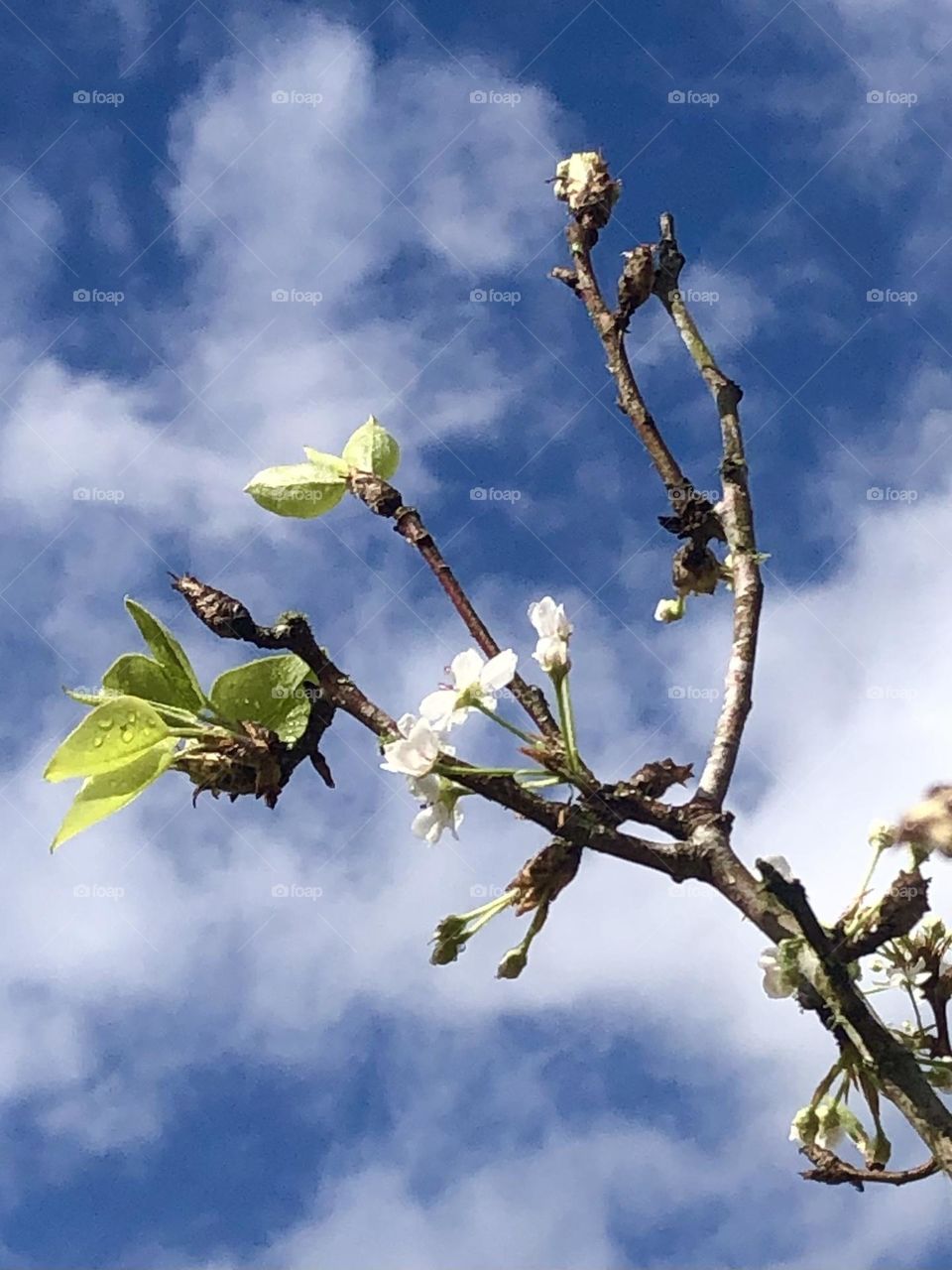 After the rain the Bradford Pear is soaking up the sun and water here at the ranch in Texas!