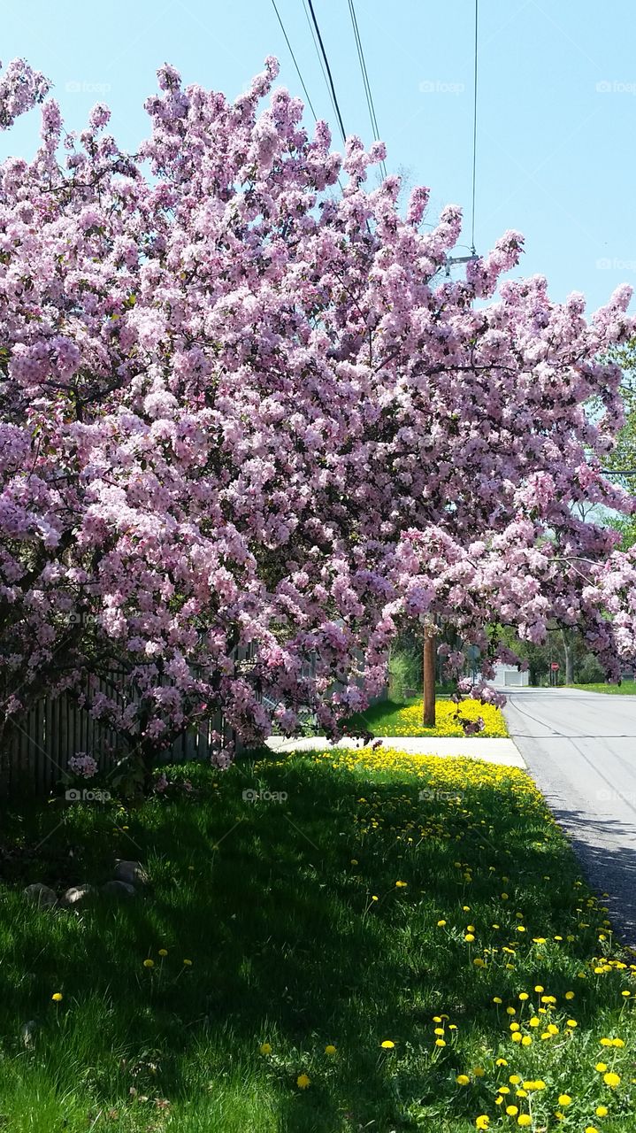Neighborhood view. Just a pic I took while walking my dog. 