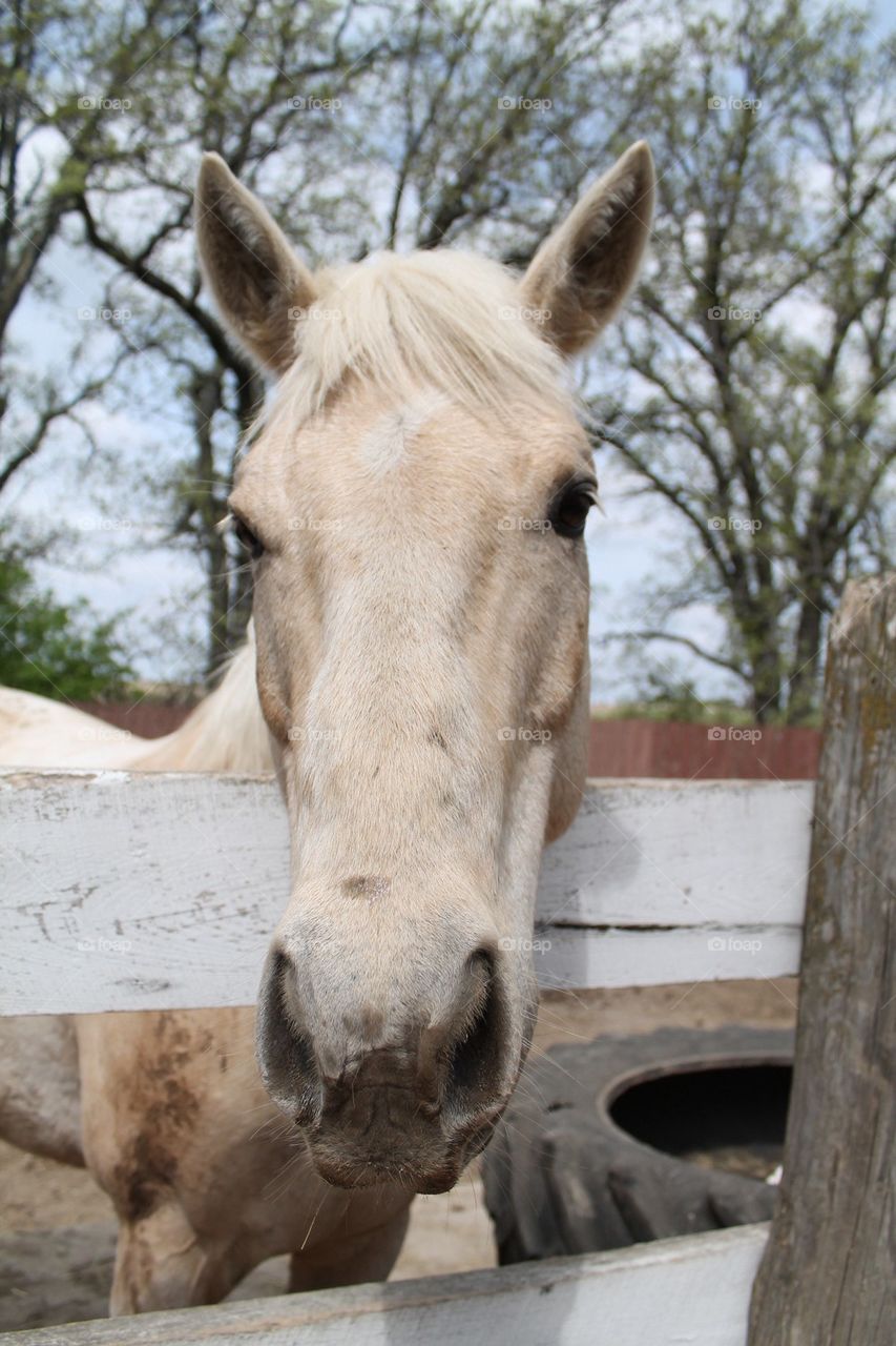 White Horse