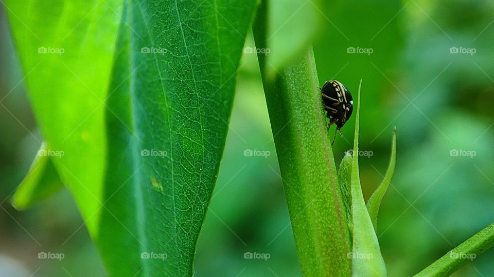 A black bug hiding among green plants