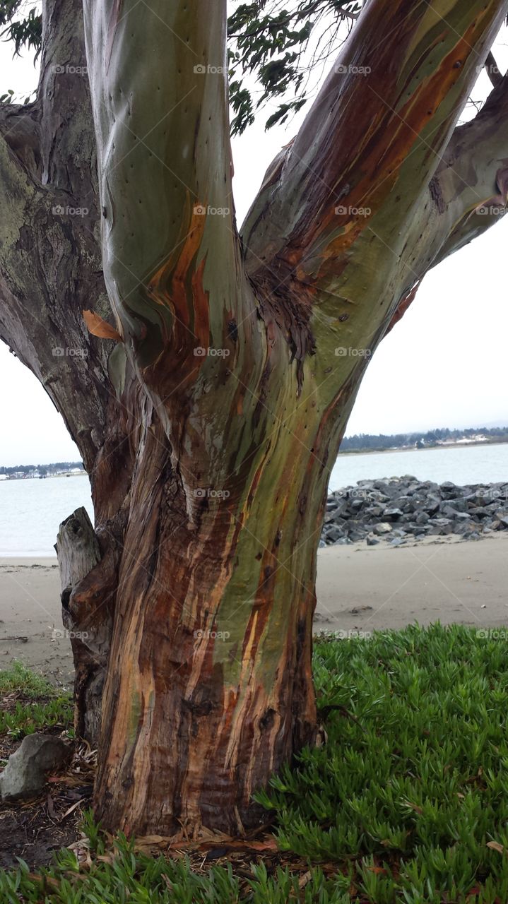 multicolor eucalyptus tree