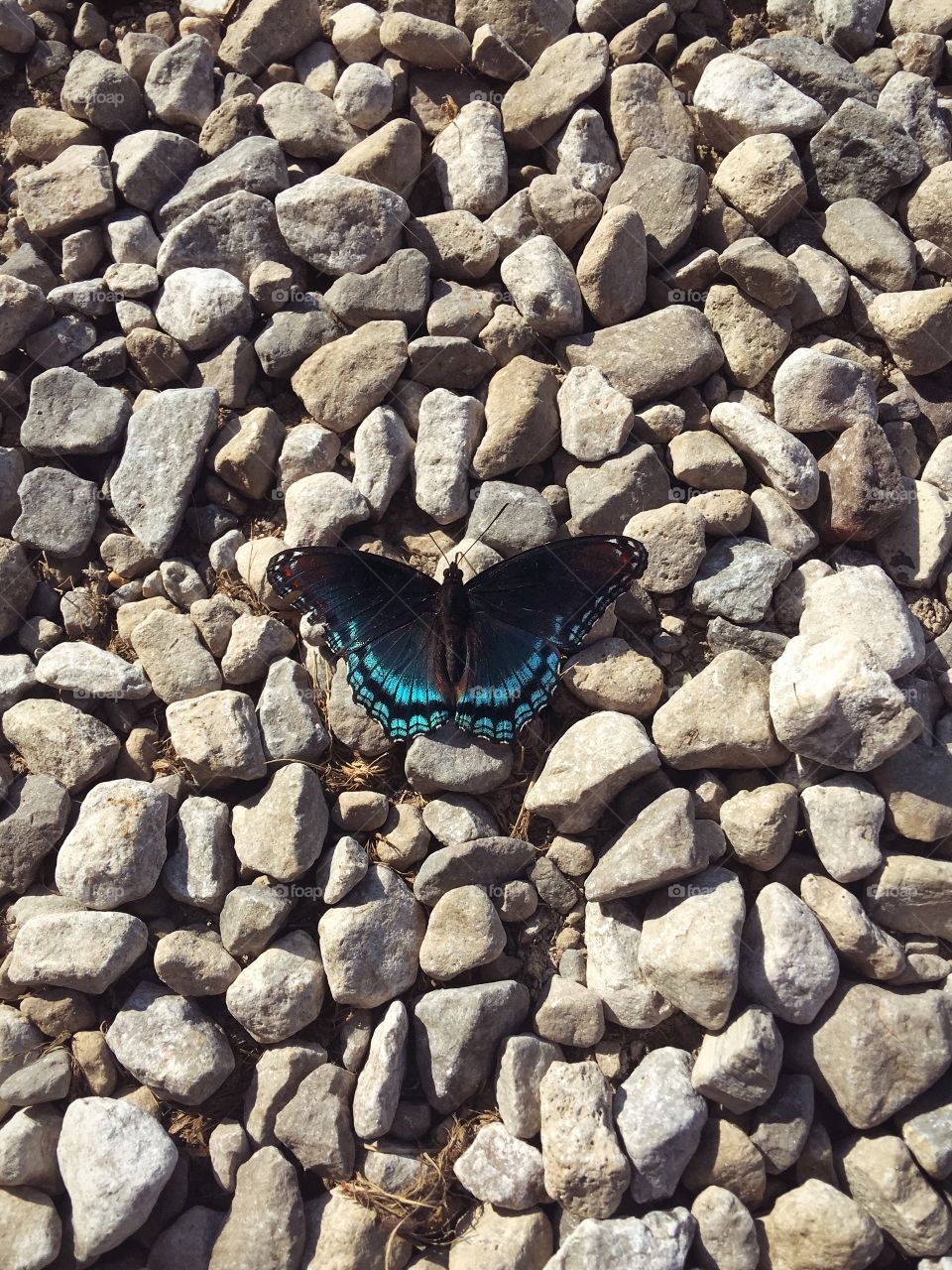 Beautiful Blue and Black Butterfly 
