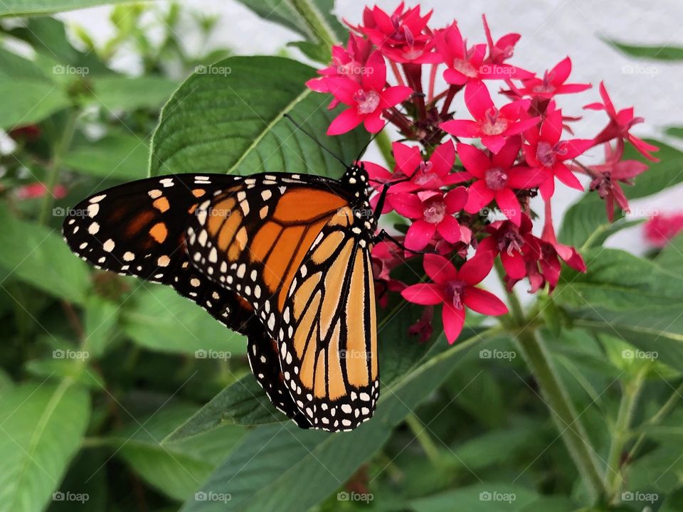 Home grown Monarch on a beautiful red Penta in the garden.