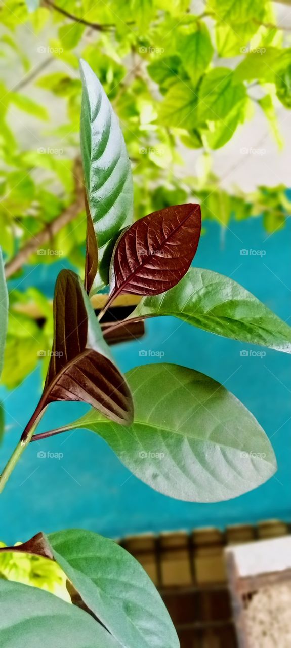 Plant with a beautiful shading of chocolaty and green coloured leafs with a blueish backround.