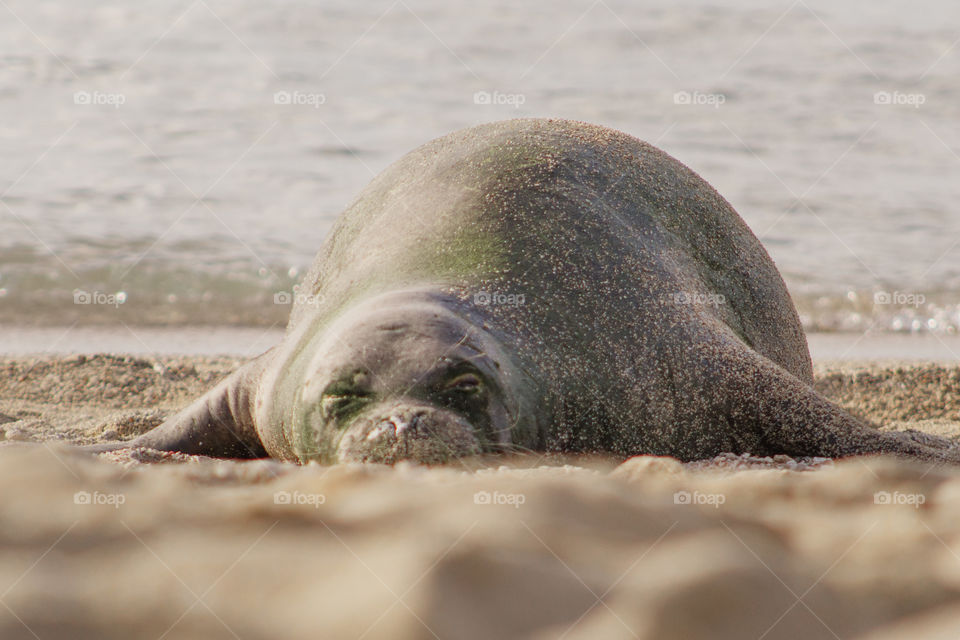 Hawaiian Monk Seal resting on the beach