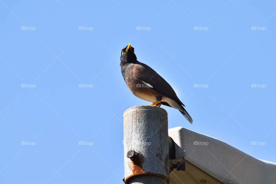 African Indian Myna Bird 