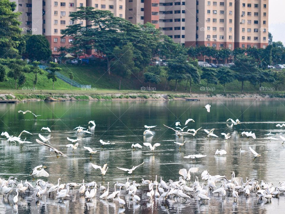 Congregation of egrets feeding at a city pond in Kuala Lumpur, Malaysia