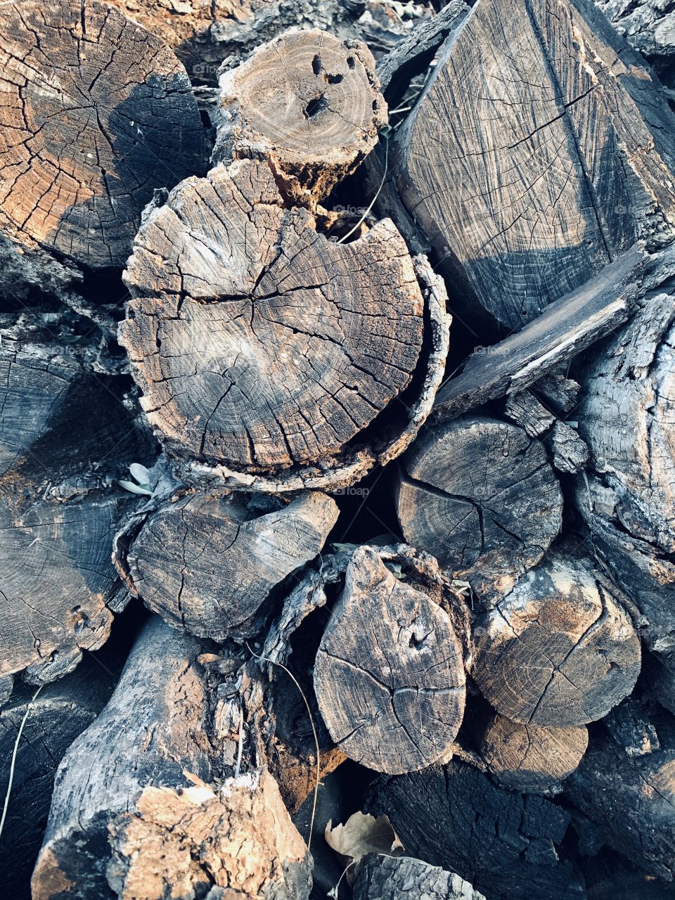 Ends of cut logs in sunlight