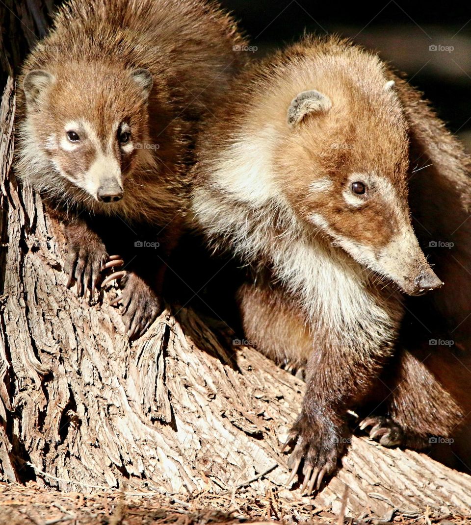 Coati Mother and Baby