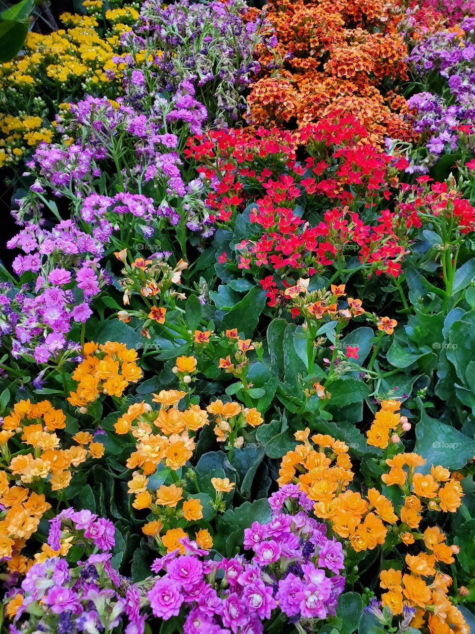 Colorful Flowers in the Garden