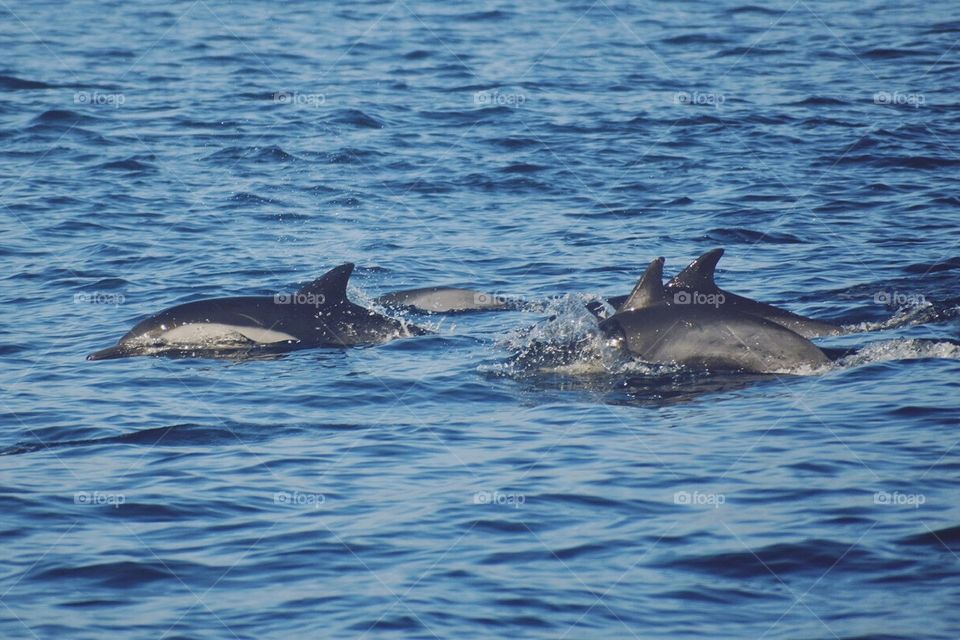 Pod of Dolphins 