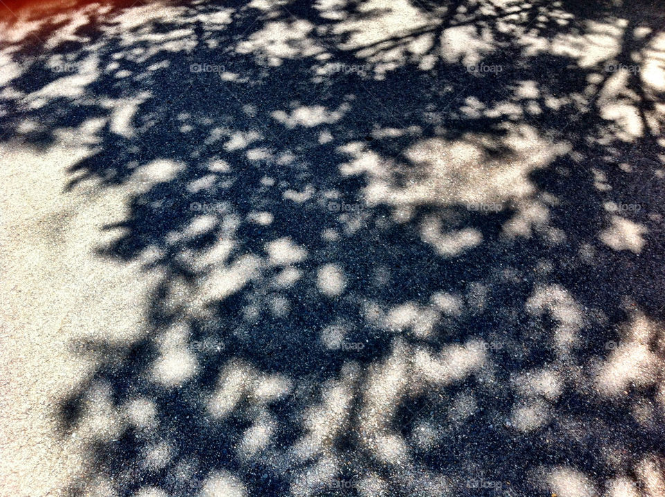 outdoor tree shadow sunny by king
