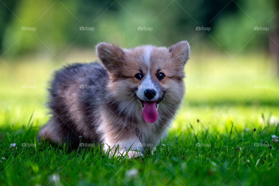 red dog welsh corgi pembroke puppy running in the green gras