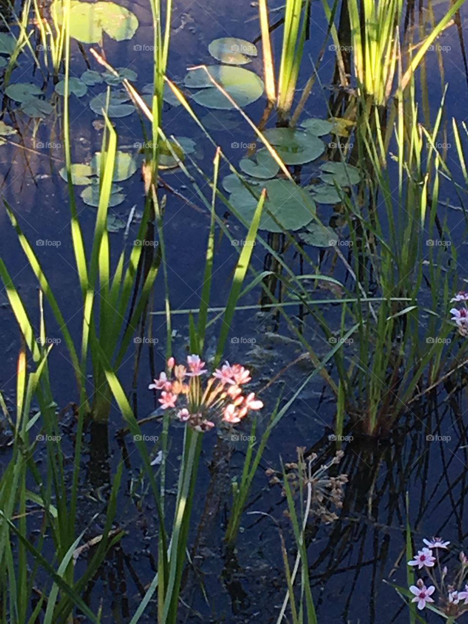 Pond life