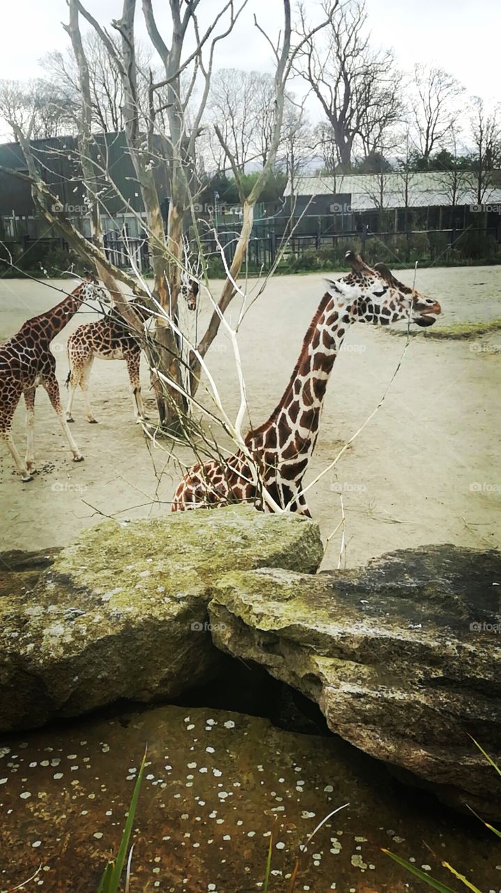 Giraffe at the Zoo