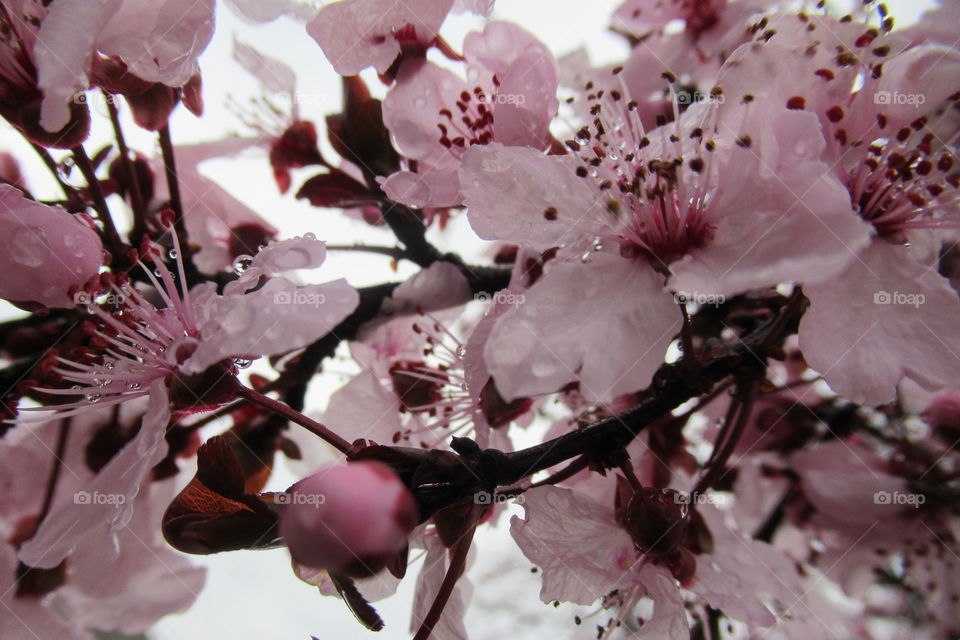 Cherry tree blossoms