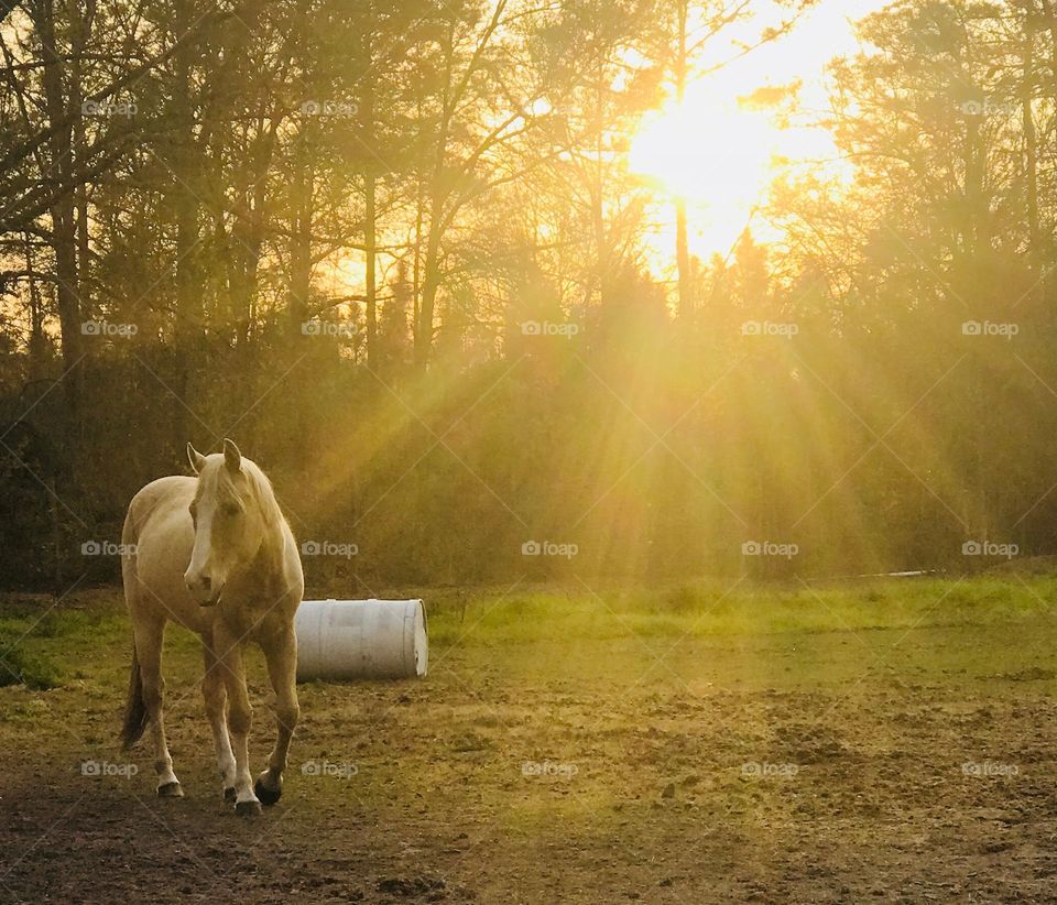 Our handsome boy Wrangler enjoying a stroll in the sunset.