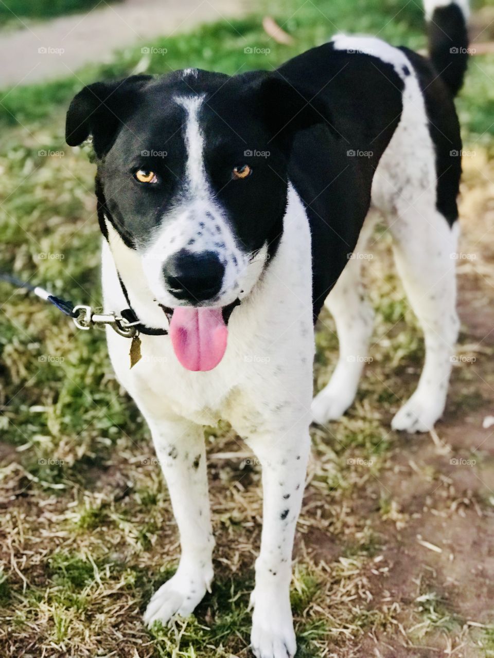 My name is Oreo and I love food, do you have food just in case 😂