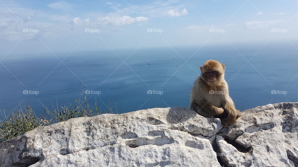 baby brown wild monkey sits on rock wall in sunshine, in Gibraltar, Europe in spring. ocean view and sky