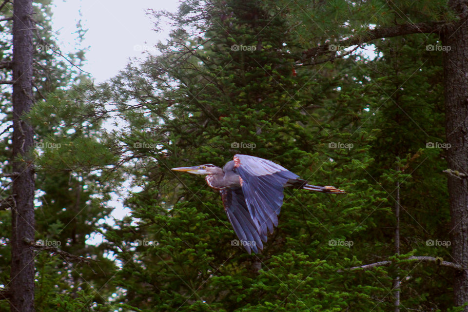 Flying Blue Heron. Blue heron flying over lake in Adirondacks.
