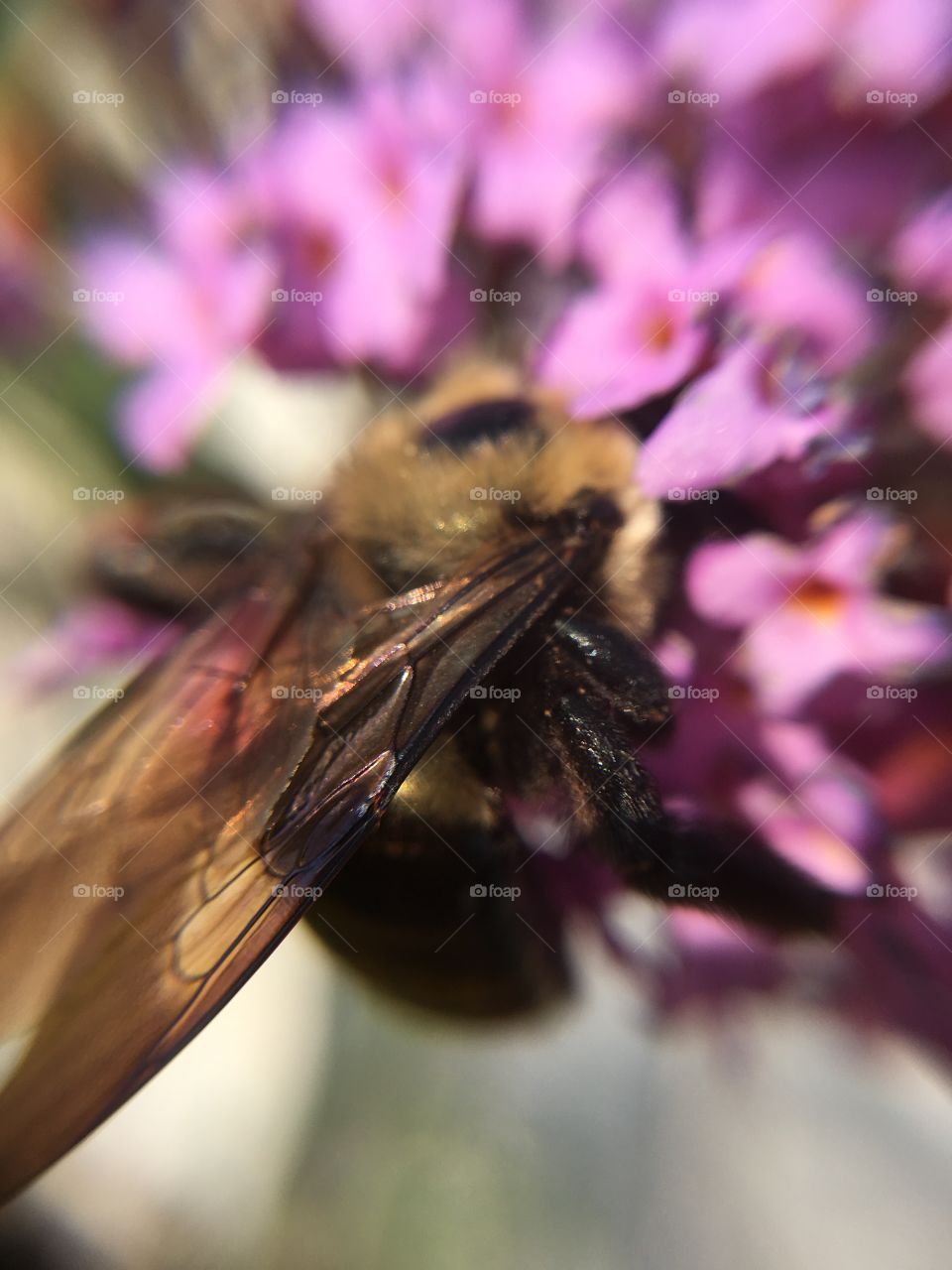 Bumblebee closeup
