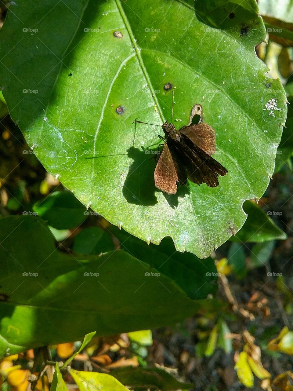 Pequena borboleta marrom
