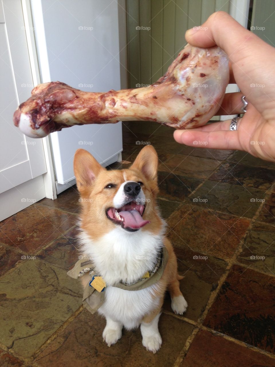 Nick-Nack Paddy-Whack