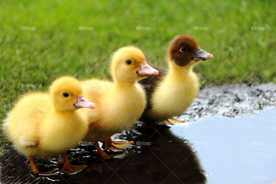 Yellow ducklings near water