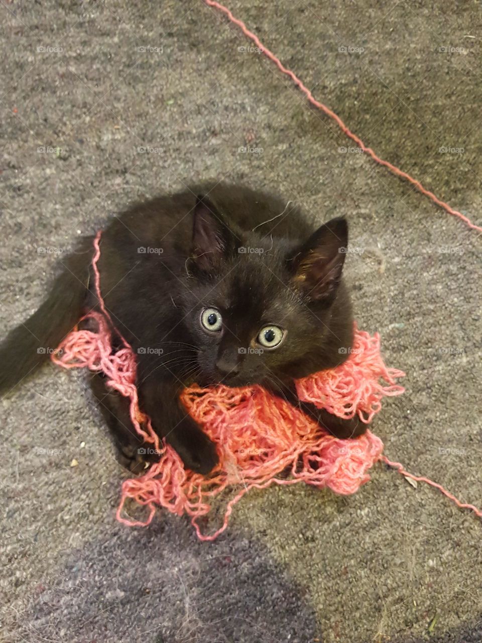 Killer the kitten loves to play with the wool. Pounces out of no where and is full of life.