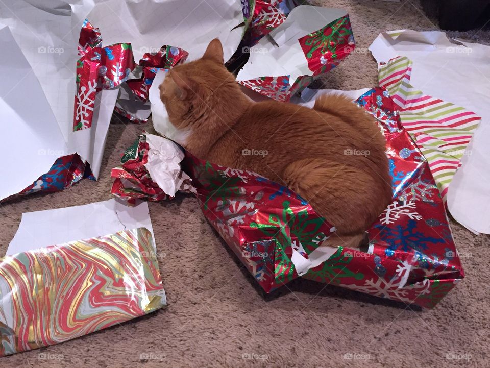 Wrapping paper cat 