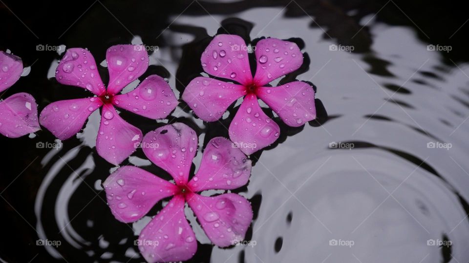 flowers on the water