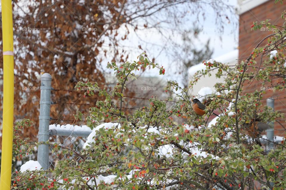 Birds on a tree