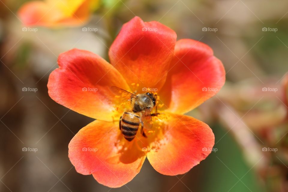 Pollinate me, bee!