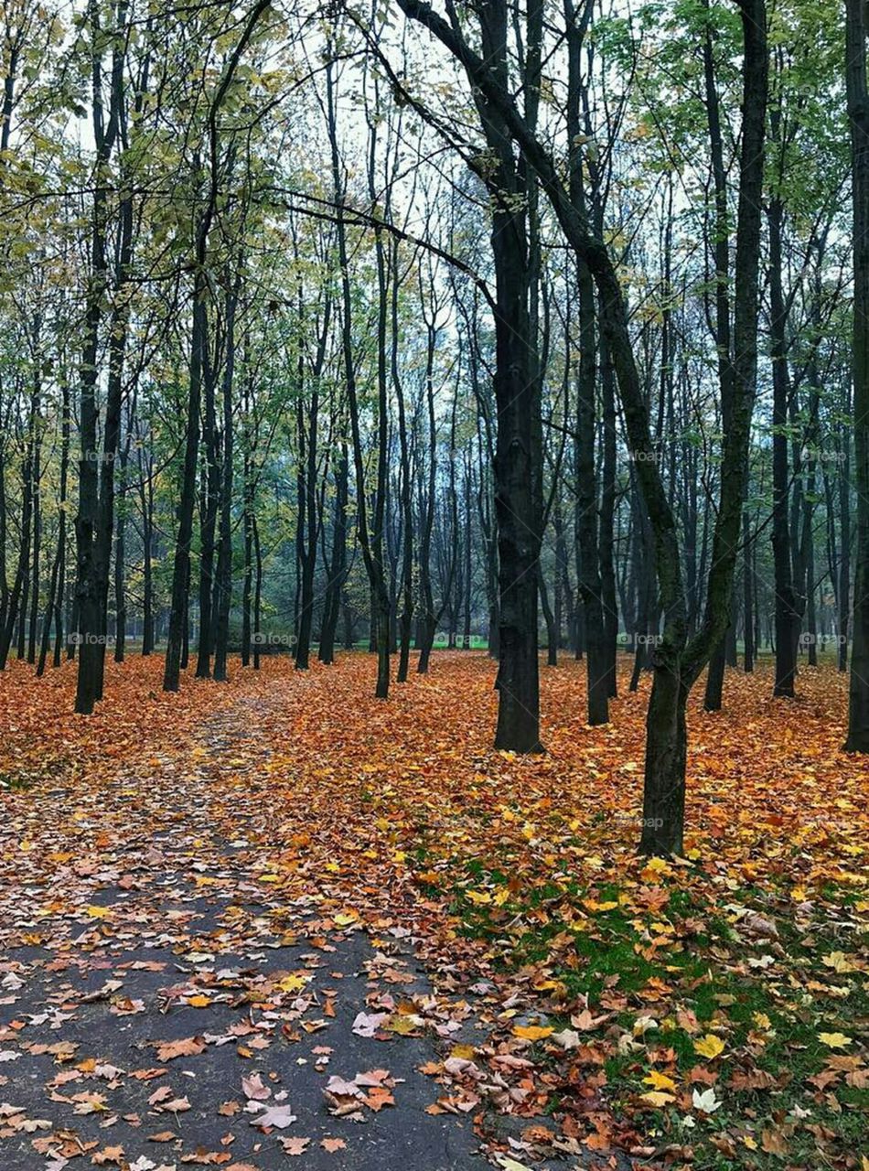 camino y arboles